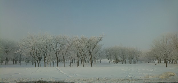 霧の中の樹氷