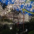 Photos: 雨の枝垂桜