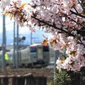 Photos: 北国の桜