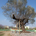 Photos: ブイロクの木（オリーブの木）