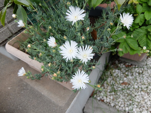 白花松葉菊