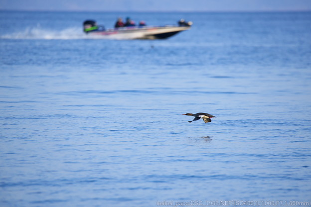 Photos: ウミアイサとプレジャーボート（再アップ）