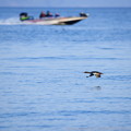Photos: ウミアイサとプレジャーボート（再アップ）