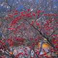 Photos: 花水木の赤い実