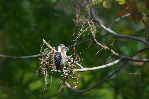 Photos: ハゼの実にやって来る野鳥：コゲラ