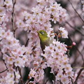 Photos: エドヒガン桜とメジロ（花に囲まれて）