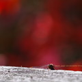 Photos: アキアカネ：紅葉するモミジバックで