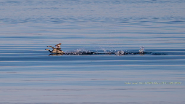 水上滑走するカンムリカイツブリ