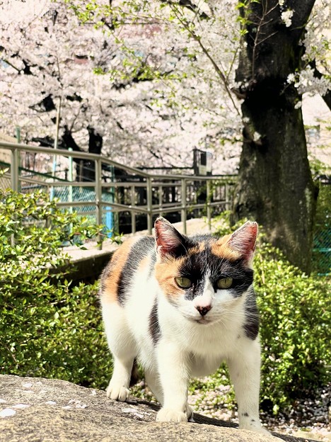 桜猫1