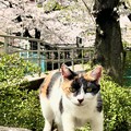 桜猫1