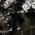 Photos: 散り桜