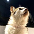 Photos: 猫と月