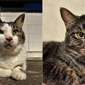 Photos: 老猫と若猫