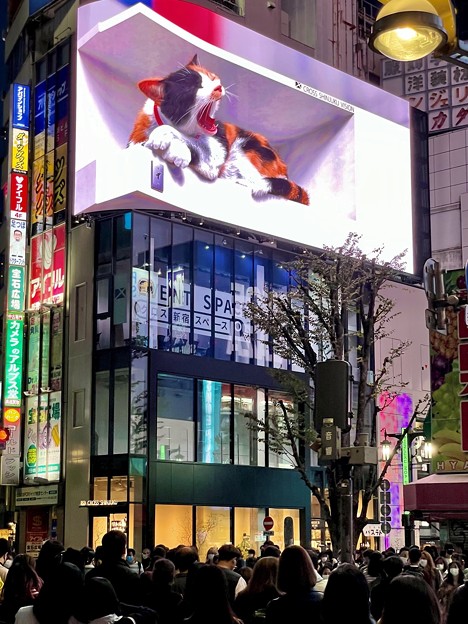 新宿駅東口の3D猫ニューバージョン