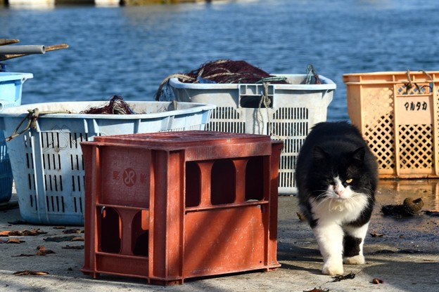 漁港の猫