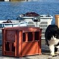 漁港の猫
