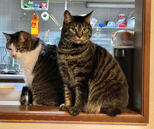 キッチン野良のアオと老猫ぼー