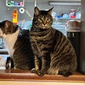 Photos: キッチン野良のアオと老猫ぼー