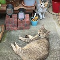 Photos: 猫とねこ