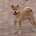 Photos: 笑顔もかわいい柴犬ちゃん