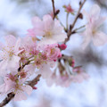 Photos: 冬桜