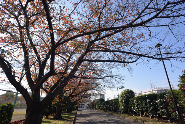 桜紅葉の並木