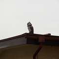 Photos: 屋根の上のフクロウ