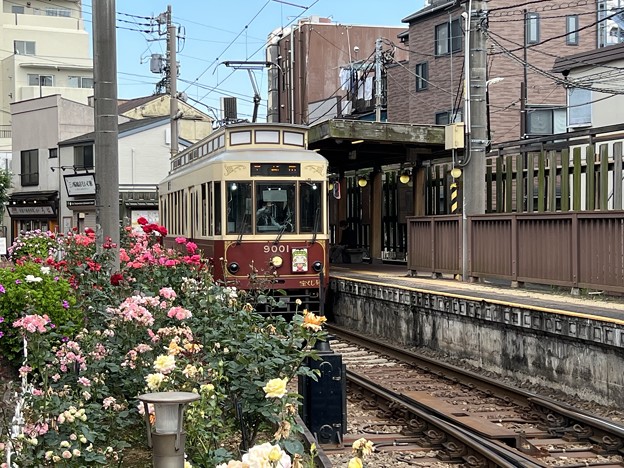都電荒川線のレトロ電車とバラの花