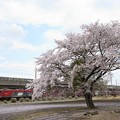 Photos: 桜咲く宇都宮線を行く金太郎牽引94レ