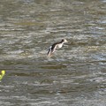 春の川面にイソシギの飛翔