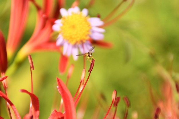 Photos: 彼岸花の雄しべにとまる羽虫