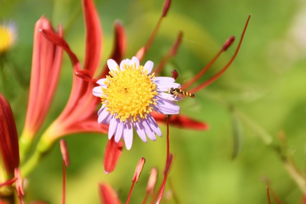Photos: 小さい花に飛ぶ小さい虫