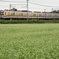 Photos: 蕎麦の花咲く東武日光線20400型