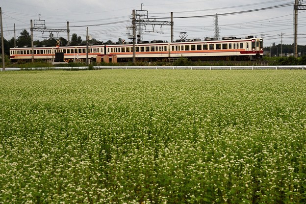 Photos: 蕎麦の花咲く東武日光線6050型