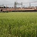 Photos: 蕎麦の花咲く東武日光線6050型