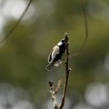 Photos: 新芽の枝に飛び移るシジュウカラ