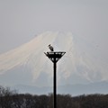 Photos: コウノトリと富士