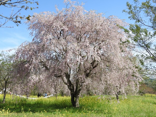 枝垂れ桜と菜の花
