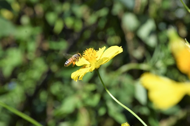 キバナ秋桜に蜜蜂