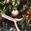 Photos: 柿の木にとまるカルガモ