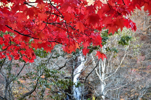 Photos: 紅葉と白滝