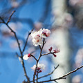 Photos: ご近所の桜