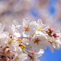Photos: 公園の桜