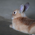 Photos: ウサギ