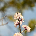 近所の小学校の桜