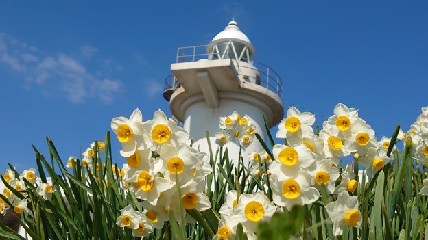 灯台の春