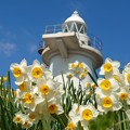 灯台の春