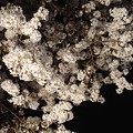 Photos: 夜桜 2