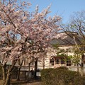 Photos: 桜というタイムマシン