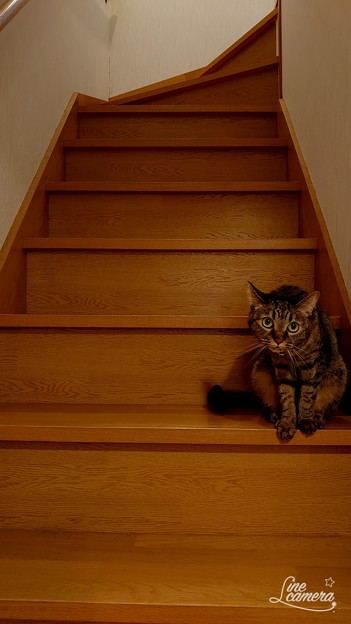 階段　ネコがおんねん